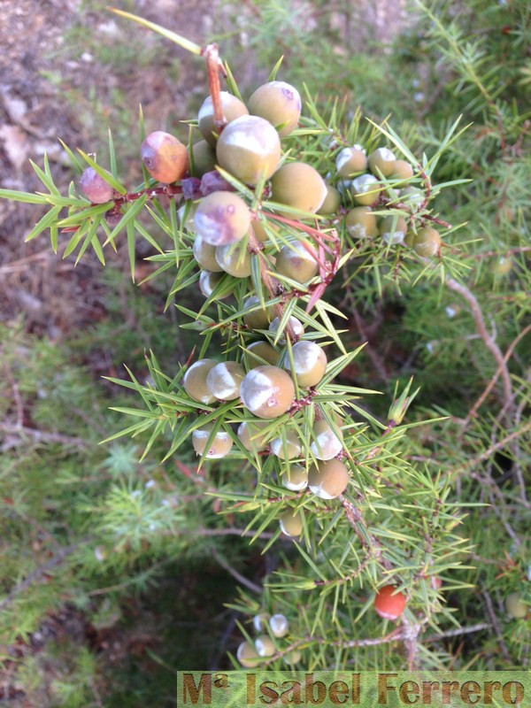 Cupressaceas. Juniperus oxycedrus (6)