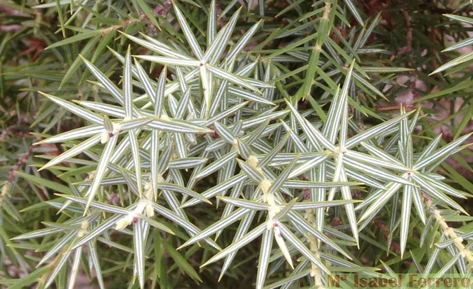 Cupressaceas. Juniperus oxycedrus (8)