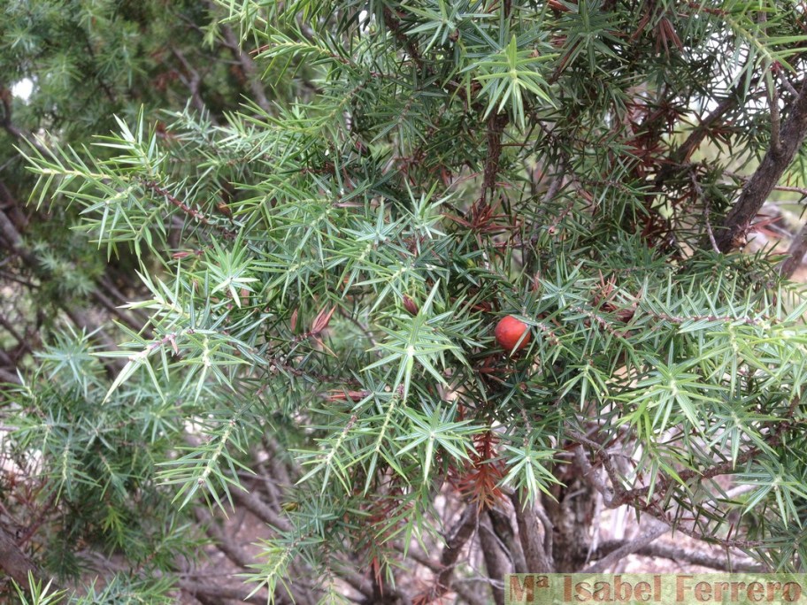 Cupressaceas. Juniperus oxycedrus (9)
