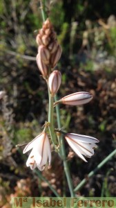 Liliaceas. Asphodelus ayardii 1 copia (Copiar)